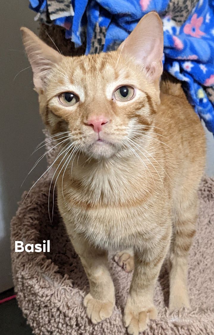 Basil and Banana , an adoptable Domestic Short Hair in Cincinnati, OH_image-4