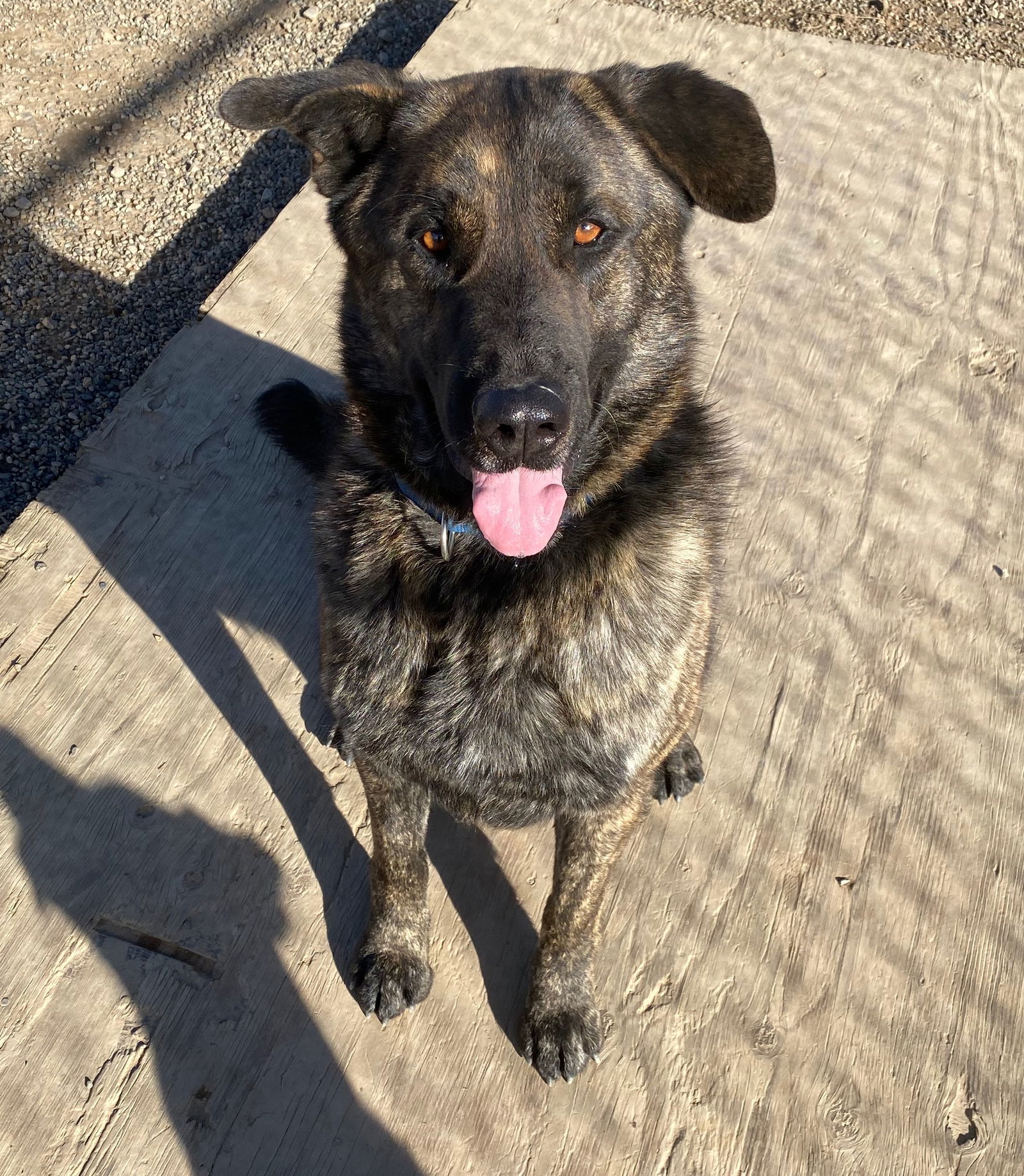 Mack, an adoptable Shepherd in Yreka, CA, 96097 | Photo Image 1