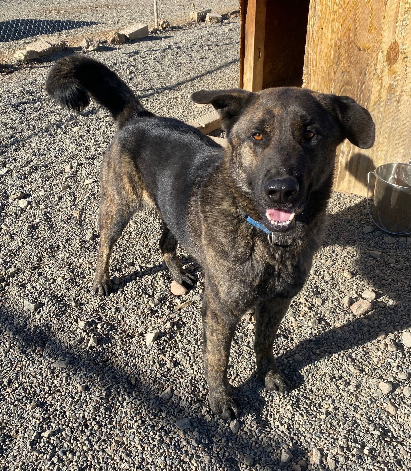 Mack, an adoptable Shepherd in Yreka, CA, 96097 | Photo Image 2