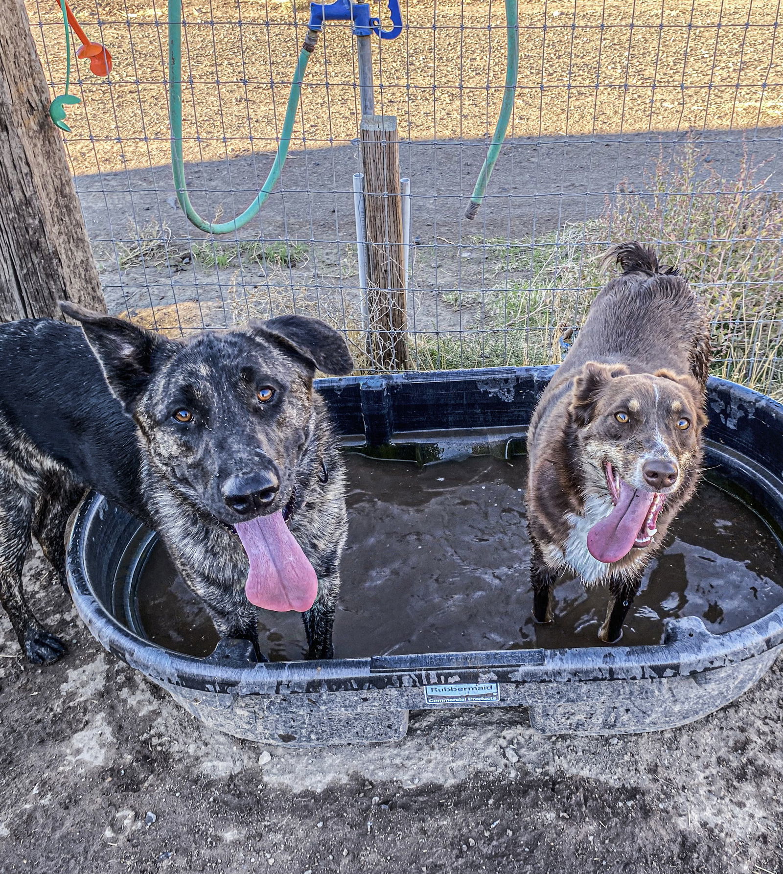 Mack, an adoptable Shepherd in Yreka, CA, 96097 | Photo Image 3