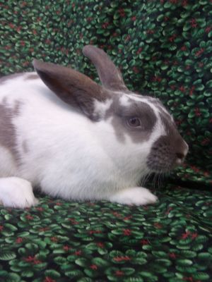 A shy and quiet girl with such a beautiful coat Every rabbit sheltered at BUNS is spayed or neu