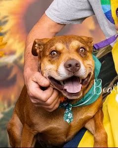 Curtis, an adoptable American Bully, Hound in Winlock, WA, 98596 | Photo Image 1