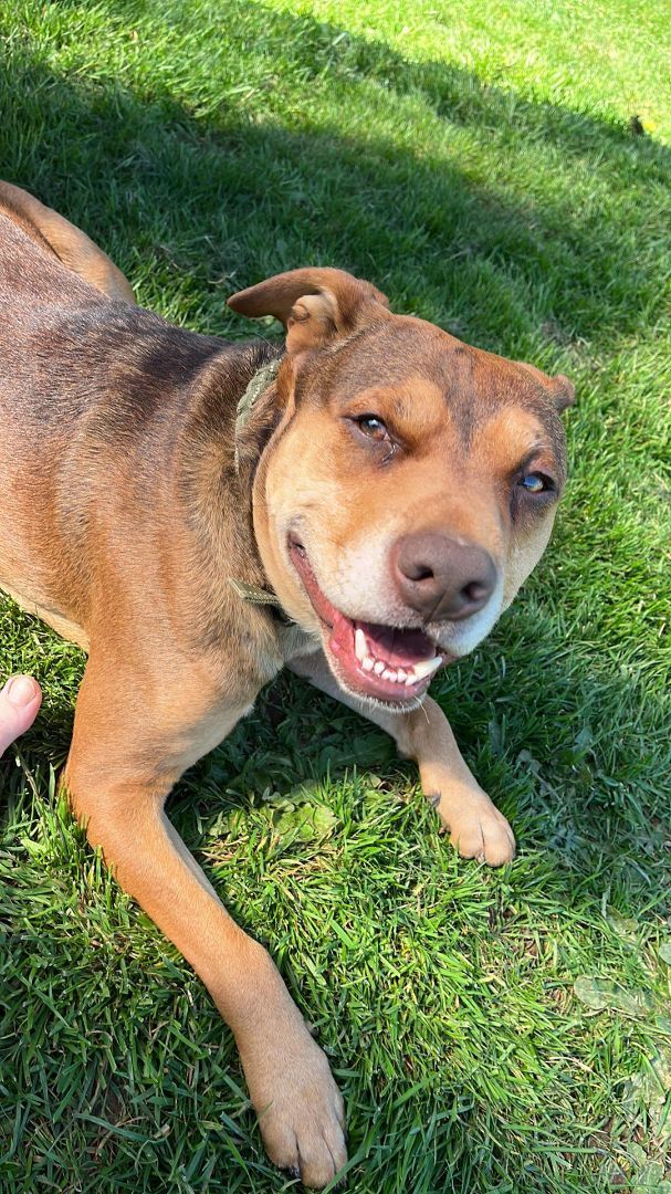 Curtis, an adoptable American Bully, Hound in Winlock, WA, 98596 | Photo Image 4