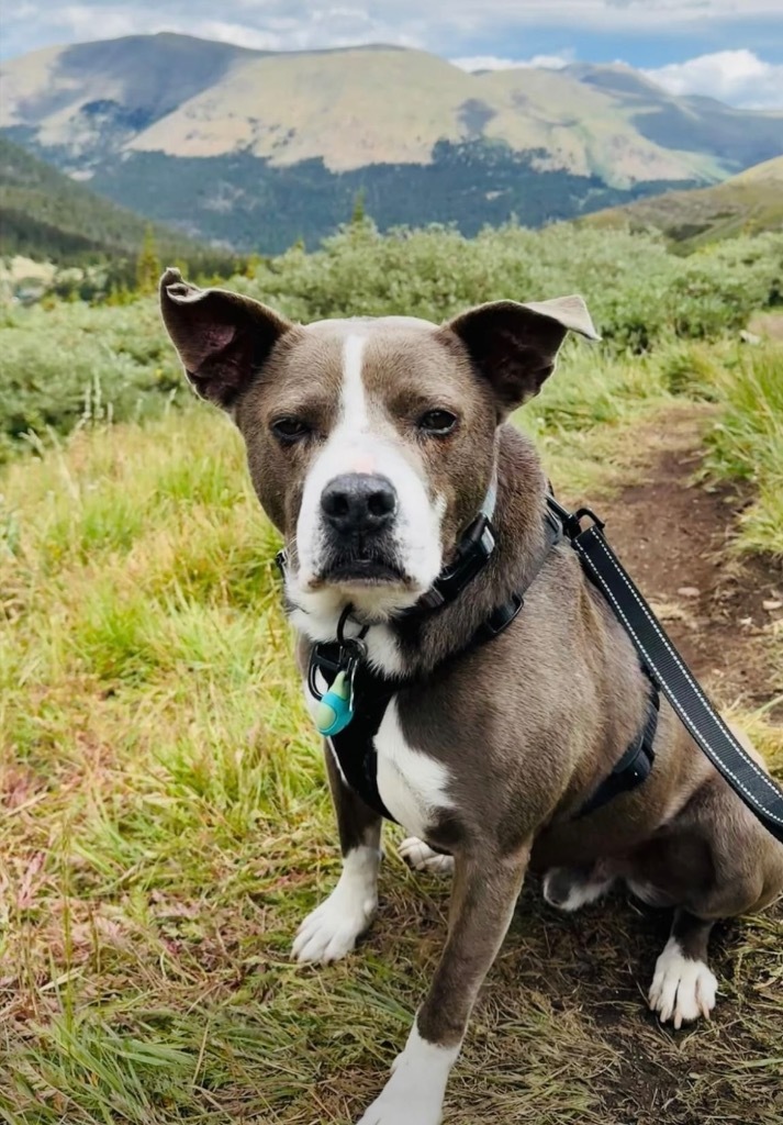 Norris 2, an adoptable Shepherd, Mixed Breed in Fort Lupton, CO, 80621 | Photo Image 1