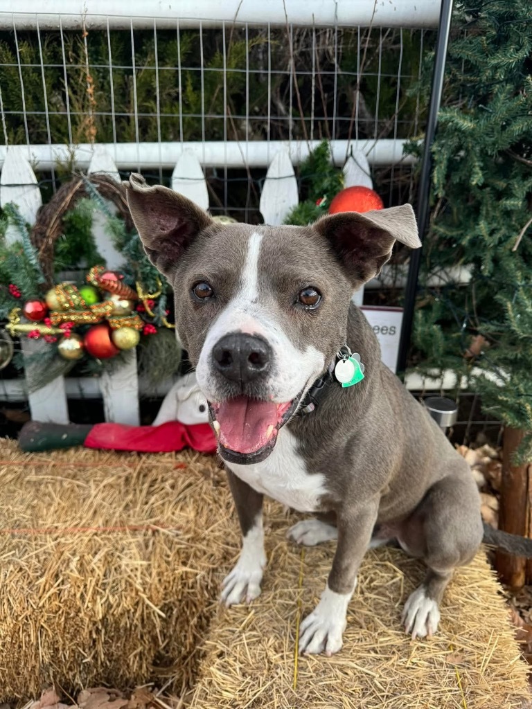 Norris 2, an adoptable Shepherd, Mixed Breed in Fort Lupton, CO, 80621 | Photo Image 1