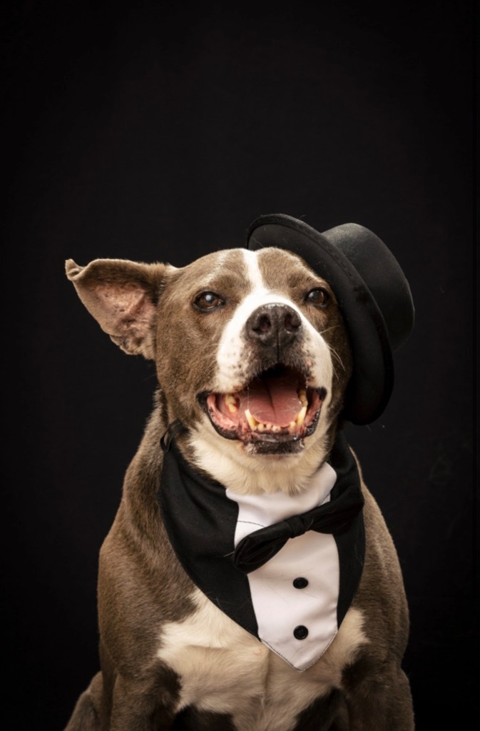 Norris 2, an adoptable Shepherd, Mixed Breed in Fort Lupton, CO, 80621 | Photo Image 1