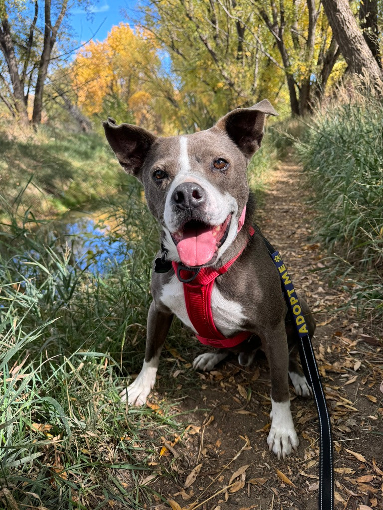 Norris 2, an adoptable Shepherd, Mixed Breed in Fort Lupton, CO, 80621 | Photo Image 1