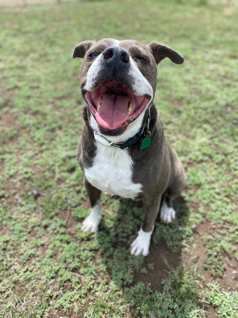 Norris 2, an adoptable Shepherd, Mixed Breed in Fort Lupton, CO, 80621 | Photo Image 3