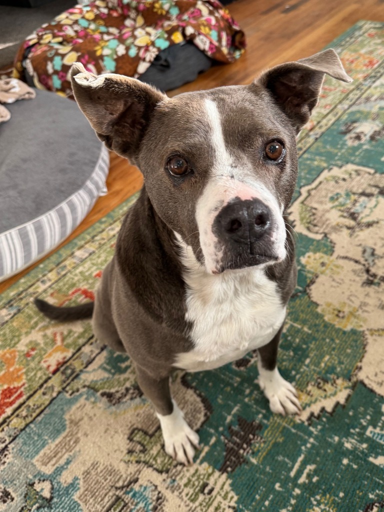 Norris 2, an adoptable Shepherd, Mixed Breed in Fort Lupton, CO, 80621 | Photo Image 4