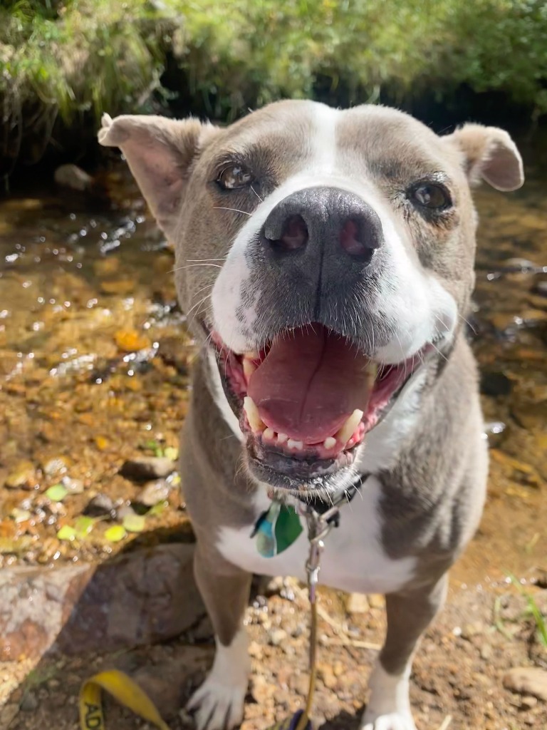 Norris 2, an adoptable Shepherd, Mixed Breed in Fort Lupton, CO, 80621 | Photo Image 5