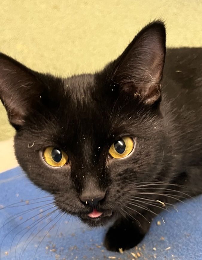 Snuggles and Pumpkin- bonded pair, an adoptable Domestic Short Hair in Pocatello, ID, 83201 | Photo Image 1