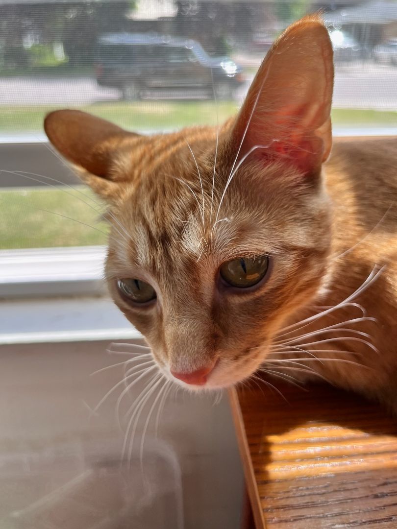 Snuggles and Pumpkin- bonded pair, an adoptable Domestic Short Hair in Pocatello, ID, 83201 | Photo Image 2