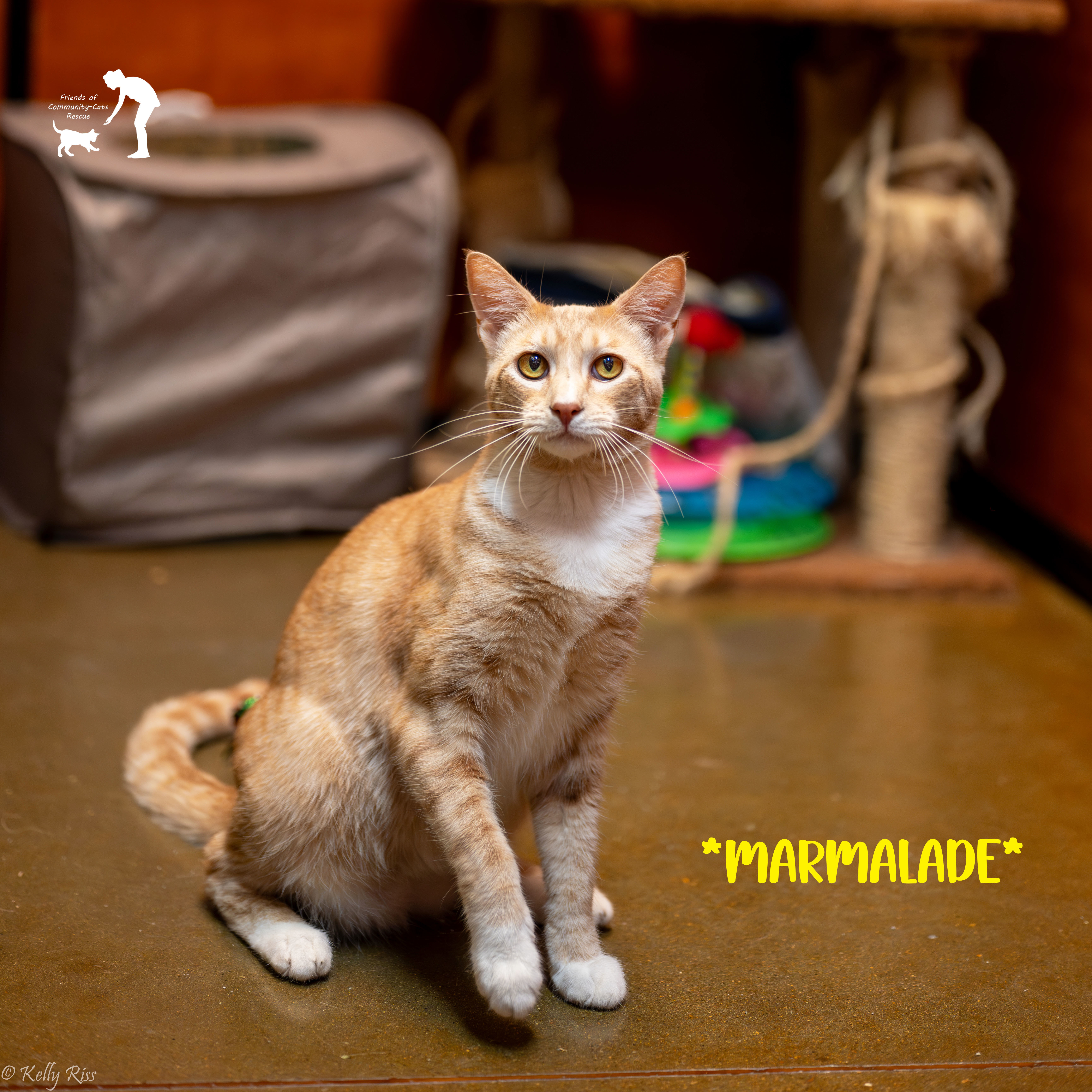 Marmalade, an adoptable Domestic Short Hair in Centerville, UT, 84014 | Photo Image 2