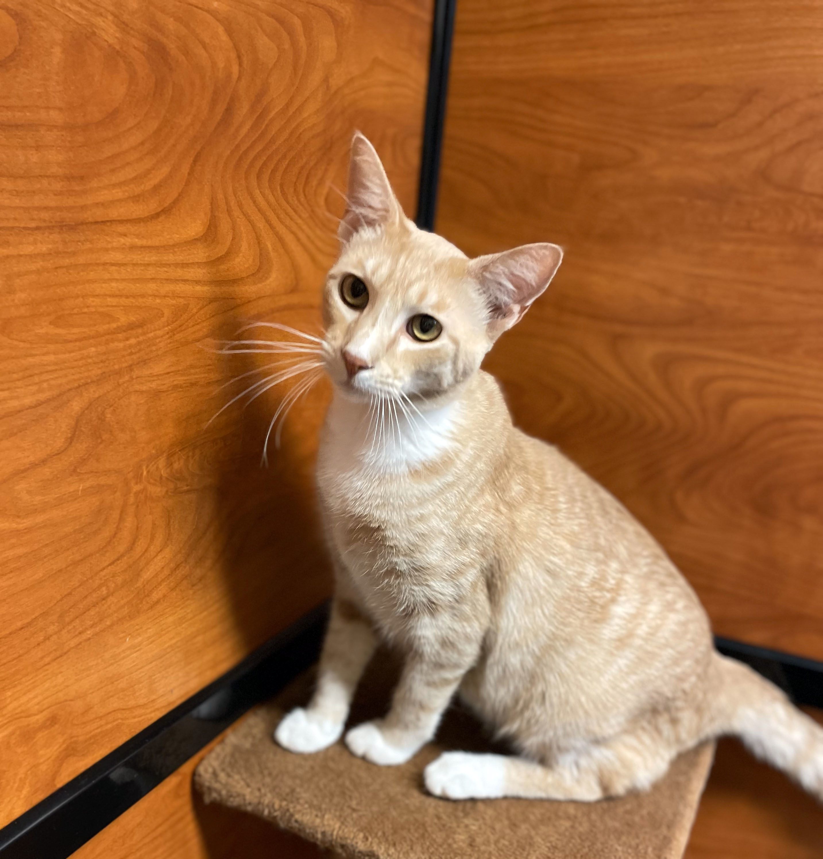 Marmalade, an adoptable Domestic Short Hair in Centerville, UT, 84014 | Photo Image 4