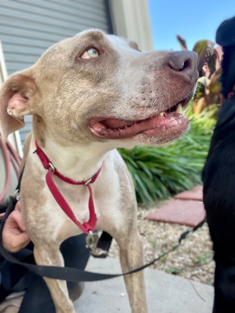 Mufassa, an adoptable Catahoula Leopard Dog in Saint Francisville, LA, 70775 | Photo Image 1