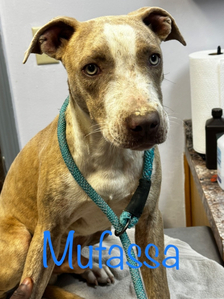 Mufassa, an adoptable Catahoula Leopard Dog in Saint Francisville, LA, 70775 | Photo Image 2