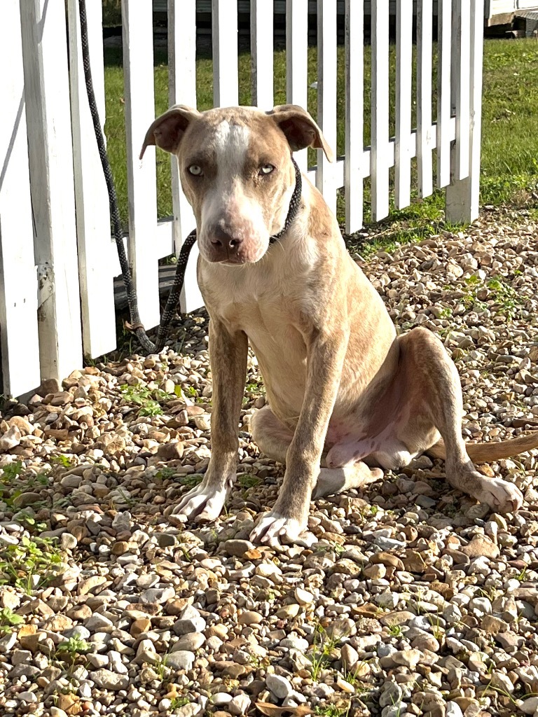 Mufassa, an adoptable Catahoula Leopard Dog in Saint Francisville, LA, 70775 | Photo Image 3