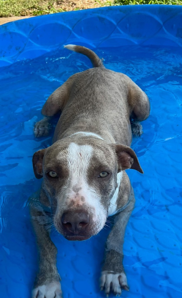 Mufassa, an adoptable Catahoula Leopard Dog in Saint Francisville, LA, 70775 | Photo Image 4