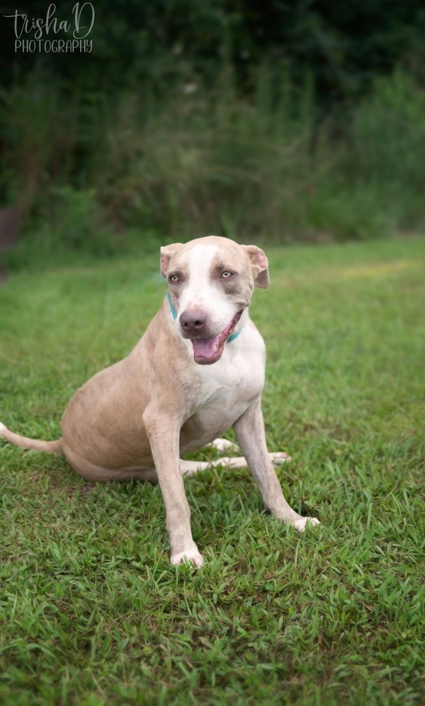 Mufassa, an adoptable Catahoula Leopard Dog in Saint Francisville, LA, 70775 | Photo Image 5