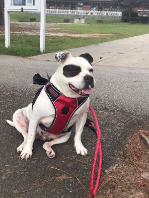 Chippa (Courtesy Post), Senior Female Pit Bull Terrier