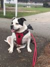 Chippa (Courtesy Post) photo 2