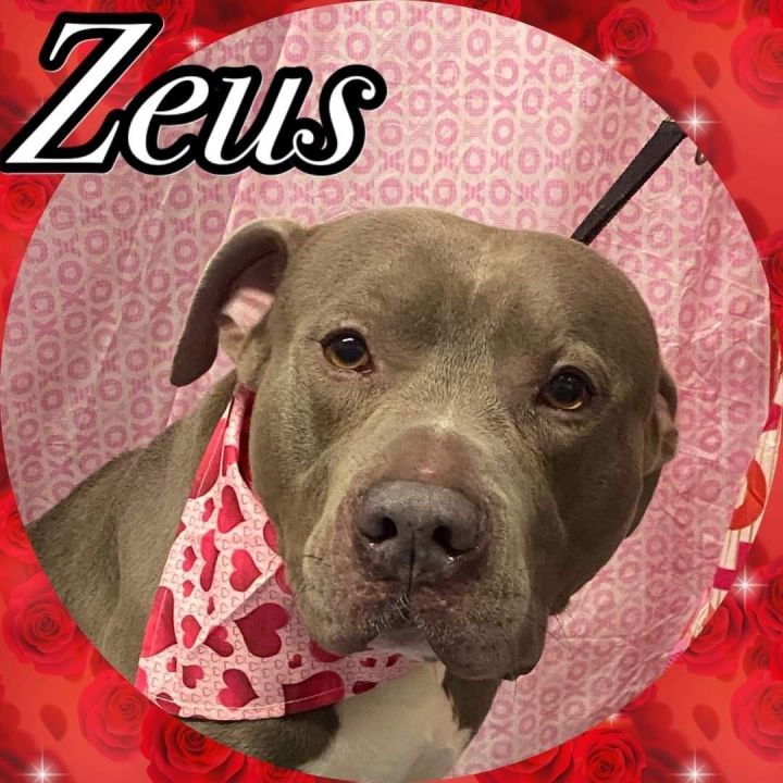 Zeus, an adoptable American Staffordshire Terrier in Saint Augustine, FL_image-4