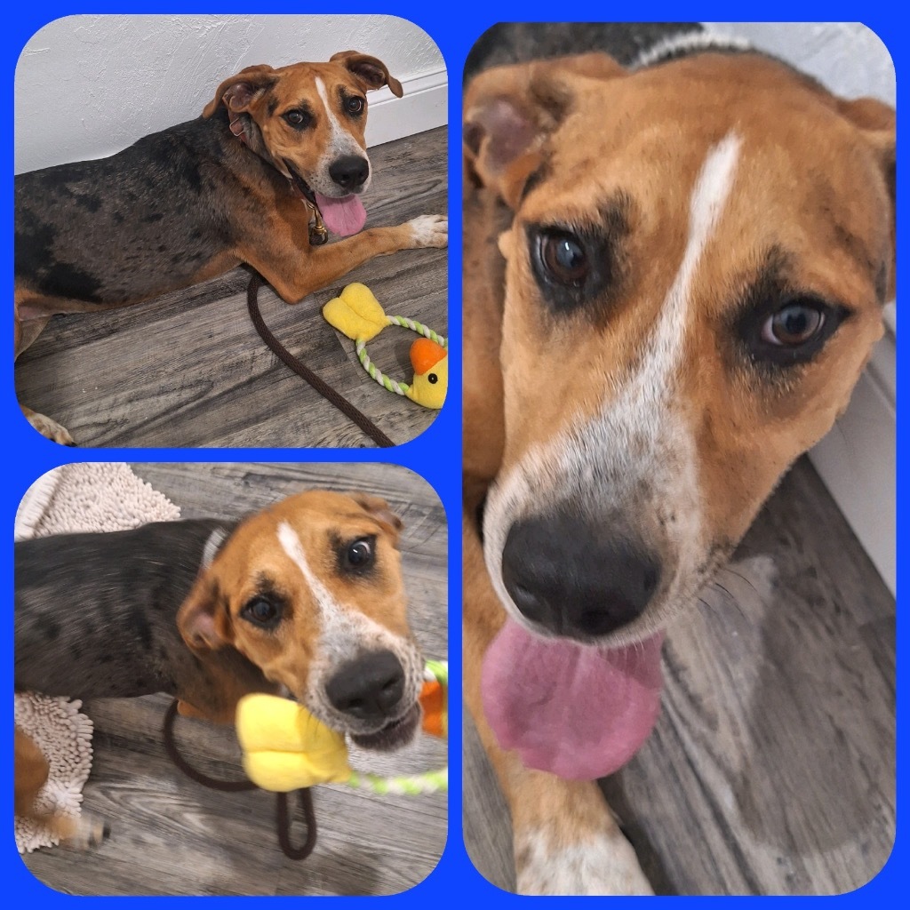 Payton, an adoptable Beagle, Catahoula Leopard Dog in Labelle, FL, 33975 | Photo Image 1