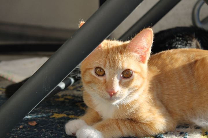 Butter Lettuce , an adoptable Domestic Short Hair in Los Angeles, CA_image-3