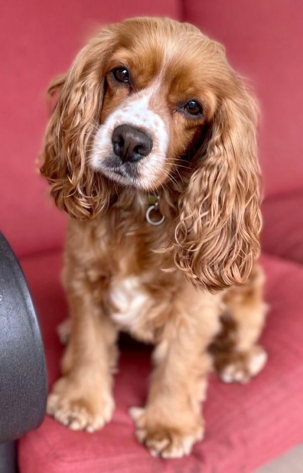 Cocker spaniel needing store homes