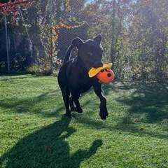 Wraven, an adoptable Black Labrador Retriever, Mixed Breed in Durham, NC, 27709 | Photo Image 1