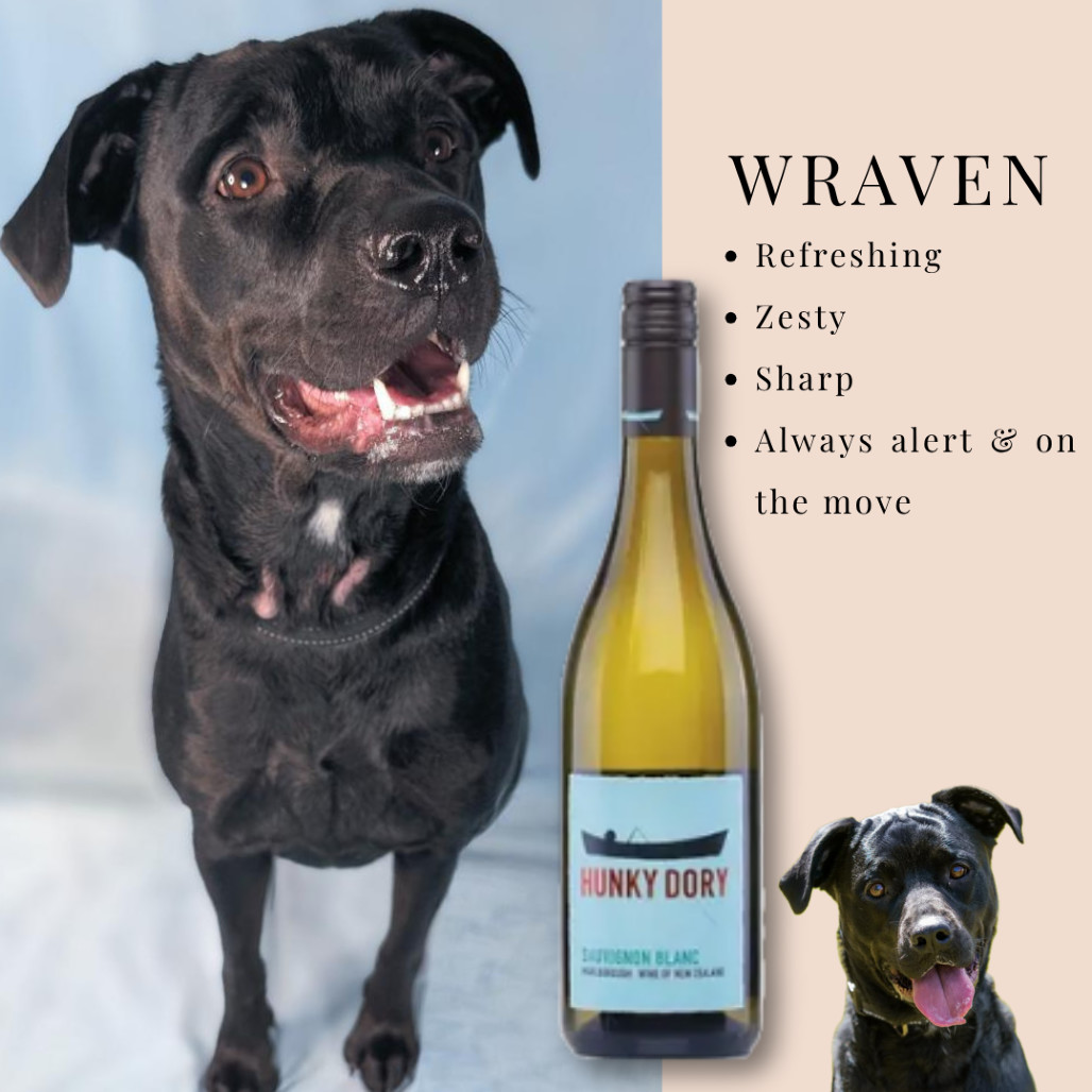 Wraven, an adoptable Black Labrador Retriever, Pit Bull Terrier in Durham, NC, 27709 | Photo Image 1