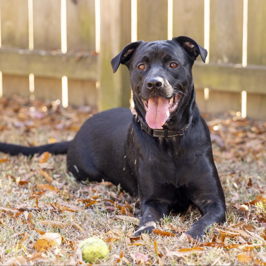 Wraven, an adoptable Black Labrador Retriever, Pit Bull Terrier in Durham, NC, 27709 | Photo Image 2