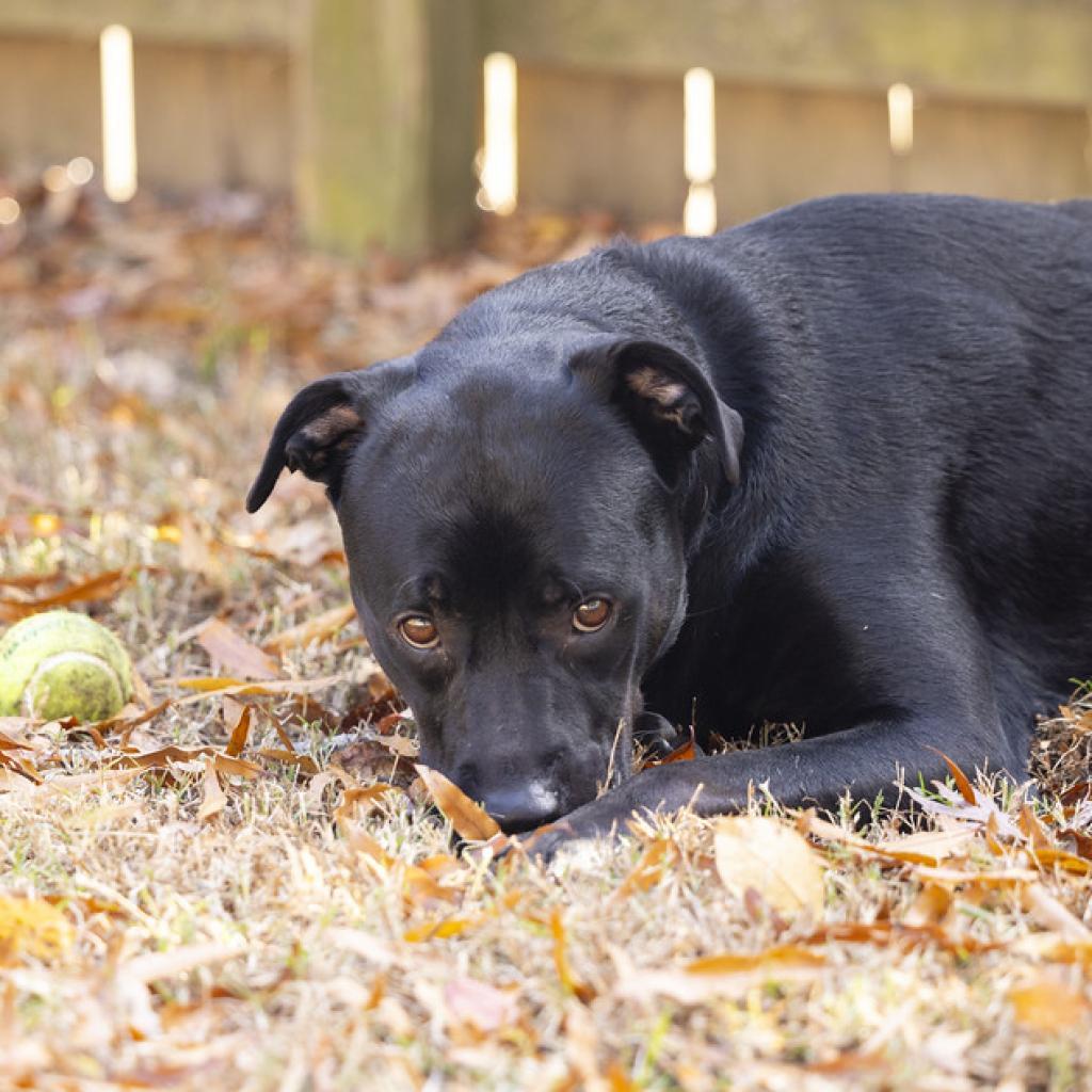 Wraven, an adoptable Black Labrador Retriever, Mixed Breed in Durham, NC, 27709 | Photo Image 3