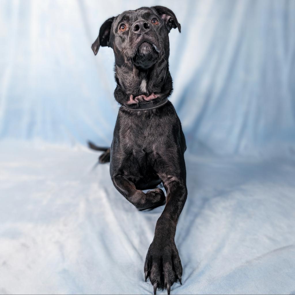 Wraven, an adoptable Black Labrador Retriever, Mixed Breed in Durham, NC, 27709 | Photo Image 4