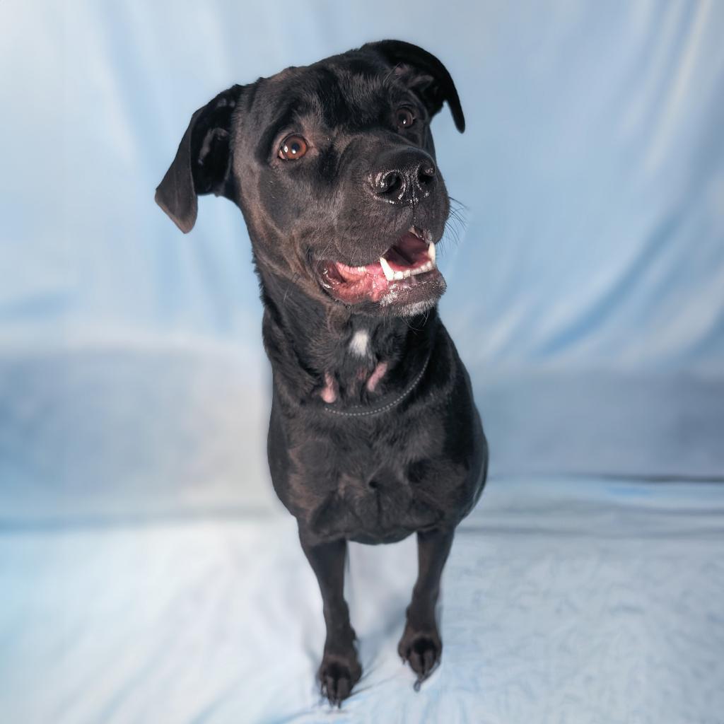 Wraven, an adoptable Black Labrador Retriever, Pit Bull Terrier in Durham, NC, 27709 | Photo Image 4
