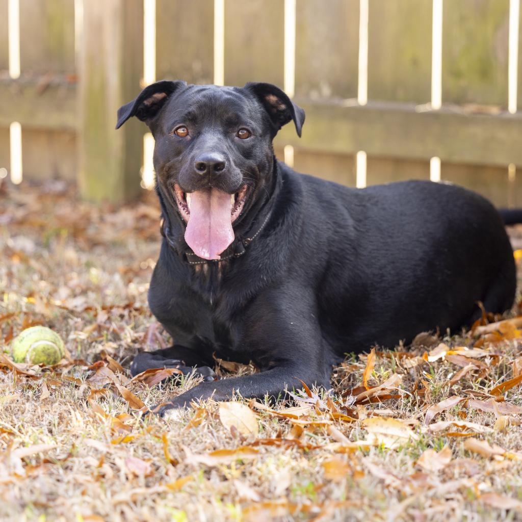 Wraven, an adoptable Black Labrador Retriever, Mixed Breed in Durham, NC, 27709 | Photo Image 6