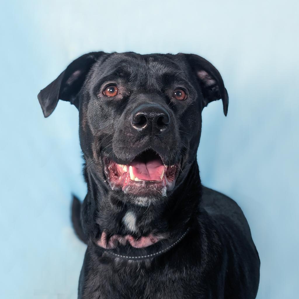 Wraven, an adoptable Black Labrador Retriever, Pit Bull Terrier in Durham, NC, 27709 | Photo Image 6