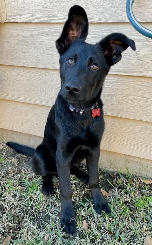 Mason, an adopted German Shepherd Dog Mix in Cypress, TX_image-4