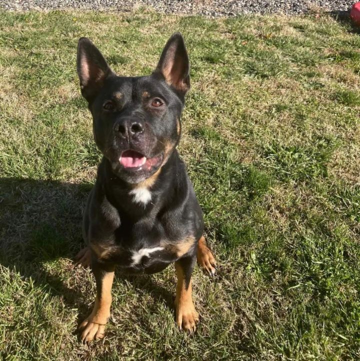 Dog for adoption - Clyde, a German Shepherd Dog Mix in Clayton, NJ |  Petfinder