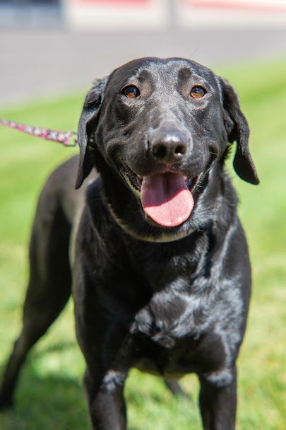 Zoey, an adoptable Black Labrador Retriever in Millville, UT, 84326 | Photo Image 2