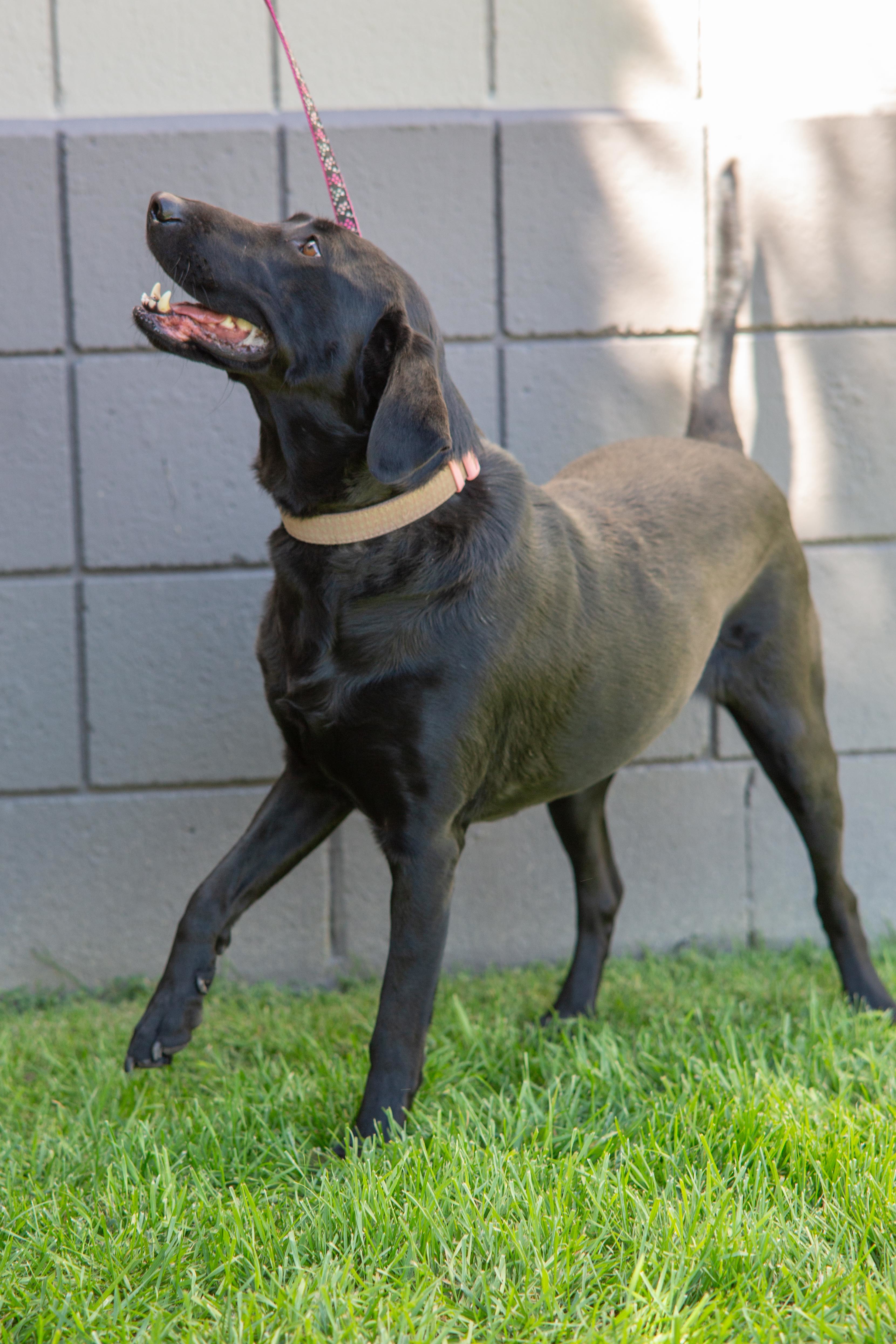 Zoey, an adoptable Black Labrador Retriever in Millville, UT, 84326 | Photo Image 3