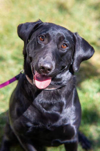 Zoey, an adoptable Black Labrador Retriever in Millville, UT, 84326 | Photo Image 1