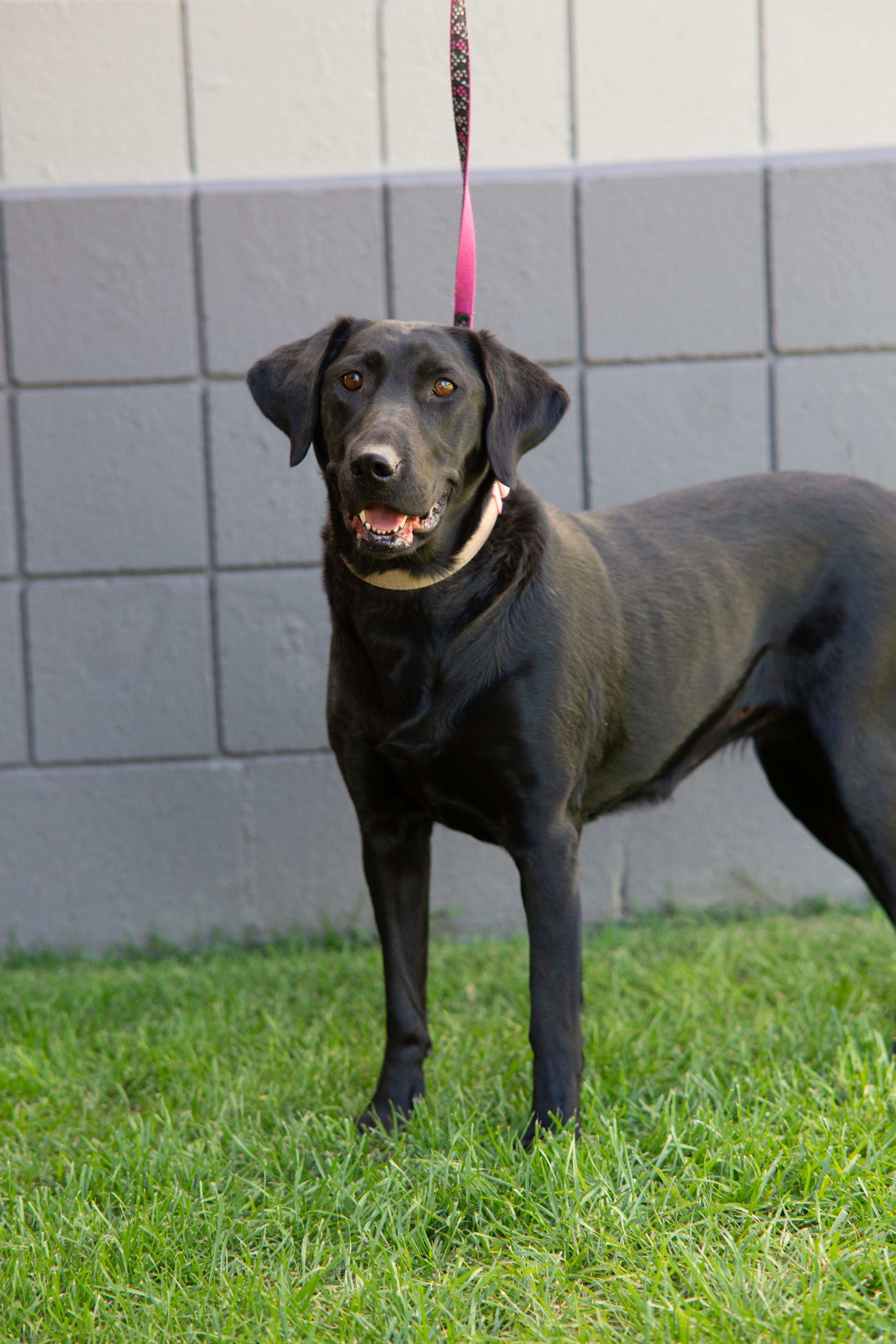 Zoey, an adoptable Black Labrador Retriever in Millville, UT, 84326 | Photo Image 4