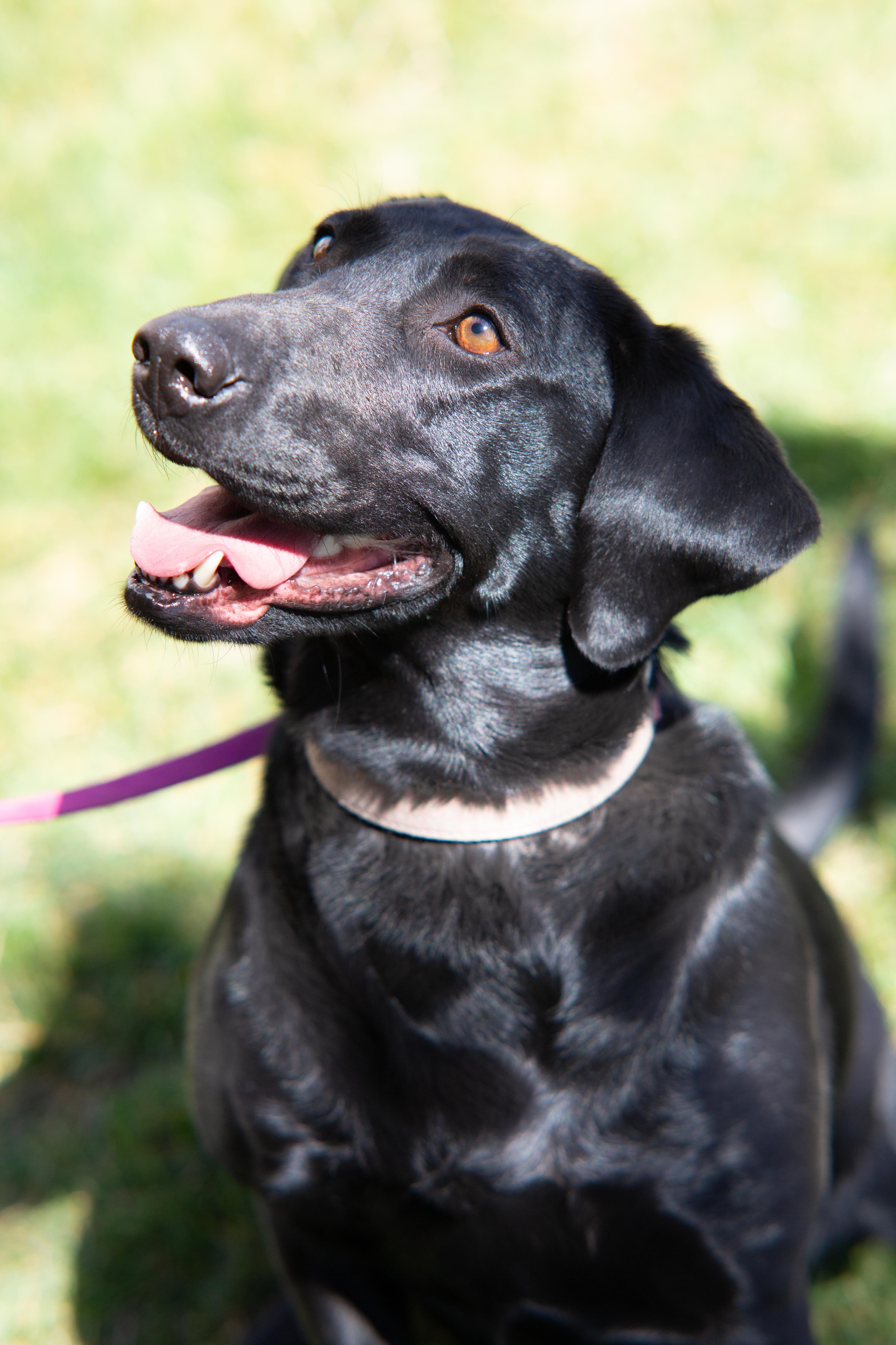 Zoey, an adoptable Black Labrador Retriever in Millville, UT, 84326 | Photo Image 5