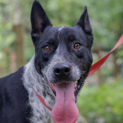 Ty, an adoptable Australian Cattle Dog / Blue Heeler, Pointer in QUINCY, FL, 32351 | Photo Image 2