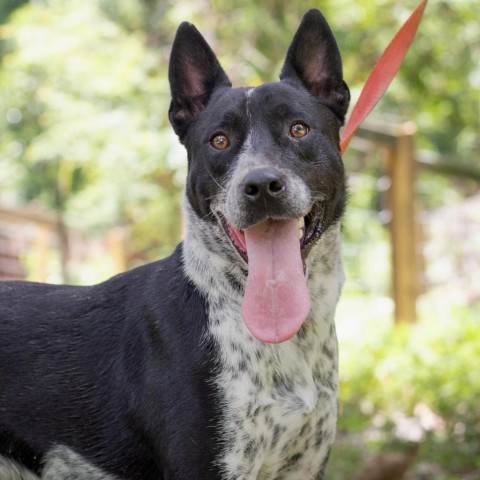 Ty, an adoptable Australian Cattle Dog / Blue Heeler, Pointer in QUINCY, FL, 32351 | Photo Image 3