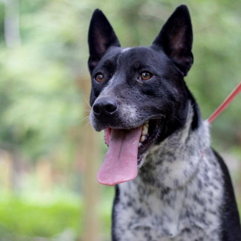 Ty, an adoptable Australian Cattle Dog / Blue Heeler, Pointer in QUINCY, FL, 32351 | Photo Image 4