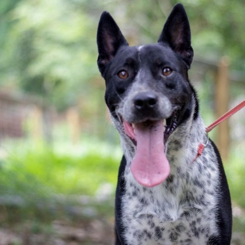 Ty, an adoptable Australian Cattle Dog / Blue Heeler, Pointer in QUINCY, FL, 32351 | Photo Image 5