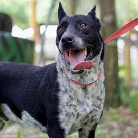 Ty, an adoptable Australian Cattle Dog / Blue Heeler, Pointer in QUINCY, FL, 32351 | Photo Image 6