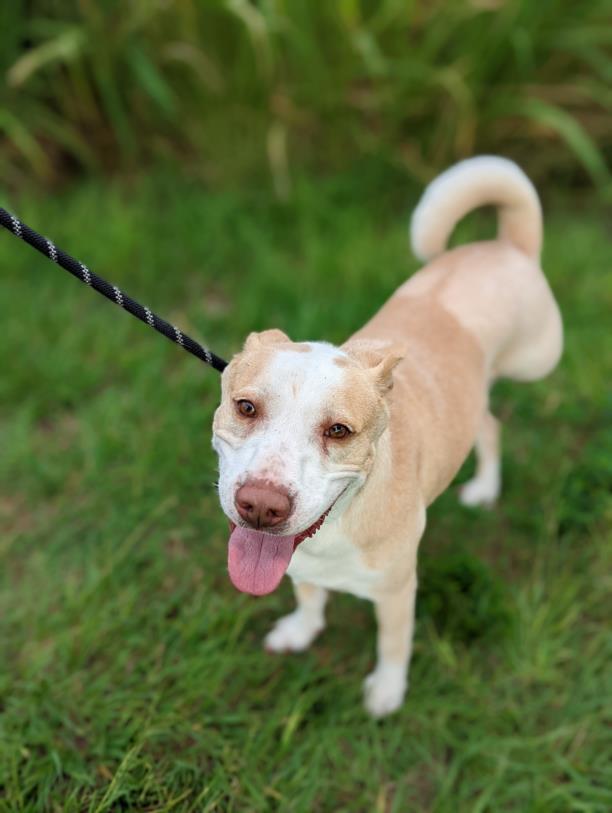 CAINE, an adoptable Mixed Breed in Palmetto, FL, 34221 | Photo Image 1